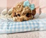 Small #48 Poodle (Toy)