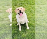Small Photo #1 Labrador Retriever Puppy For Sale in ONALASKA, WA, USA
