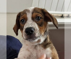 Mutt Dogs for adoption in San Diego, CA, USA