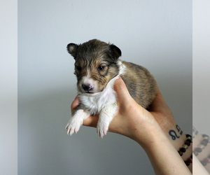 Medium Shetland Sheepdog