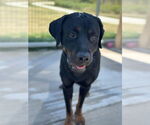 Small Rottweiler