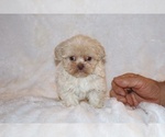 Small #2 ShihPoo