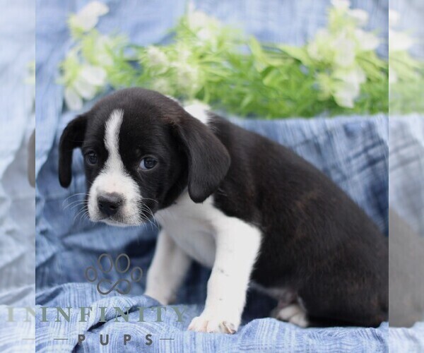 Medium Photo #2 Boston Terrier-Cock-A-Poo Mix Puppy For Sale in PORT ROYAL, PA, USA