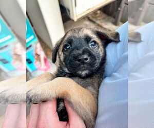 Mutt Dogs for adoption in New Orleans, LA, USA