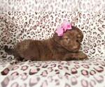 Small Photo #4 Aussie-Poo Puppy For Sale in LANCASTER, PA, USA