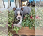 Small #5 Faux Frenchbo Bulldog