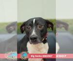 BIG SOCKS - Male Labrador Retriever-Unknown Mix Dog for Adoption - Small photo