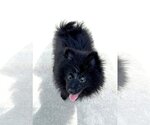 Small Photo #4 Pomeranian Puppy For Sale in San Diego, CA, USA