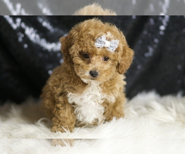 Medium Photo #34 Poodle (Toy) Puppy For Sale in WARSAW, IN, USA