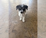 Small Jack Russell Terrier-Maltese Mix