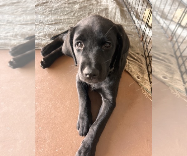 Medium Photo #1 Golden Labrador Puppy For Sale in PORT ORANGE, FL, USA