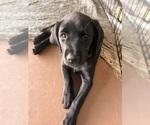 Puppy Onyx Golden Labrador