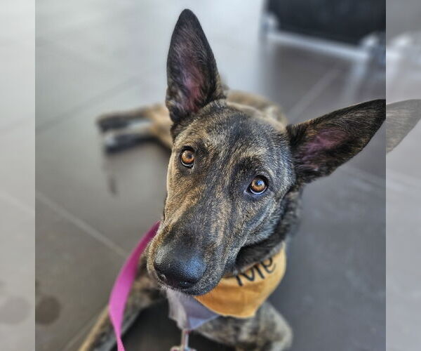 Medium Photo #11 Mutt Puppy For Sale in Fargo, ND, USA