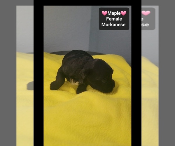 Medium Photo #3 Havanese-Morkie Mix Puppy For Sale in TUCSON, AZ, USA
