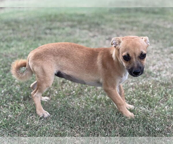 Medium Photo #4 Chug Puppy For Sale in PIPE CREEK, TX, USA