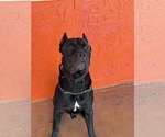 Small Photo #1 Cane Corso Puppy For Sale in HOLIDAY, FL, USA