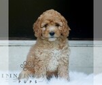 Small #1 Poodle (Miniature)