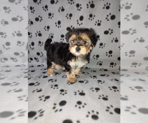 Medium Photo #2 Morkie Puppy For Sale in LAPEER, MI, USA