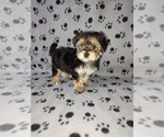 Small #1 Morkie