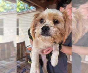 Duke (GA) - Male Mutt Dog for Adoption - Photo #7