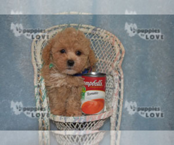 Medium Photo #16 Poodle (Toy) Puppy For Sale in SANGER, TX, USA