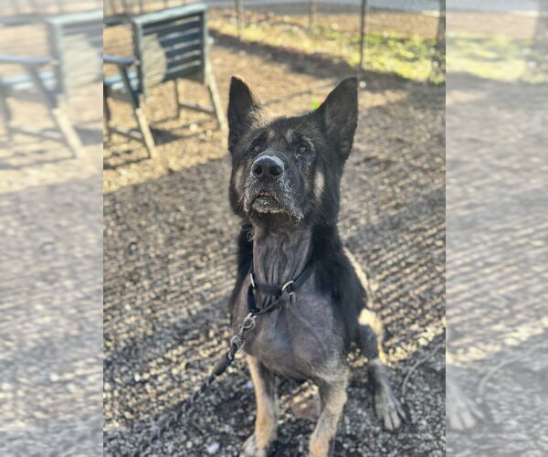 Medium Photo #4 Mutt Puppy For Sale in Elmsford, NY, USA