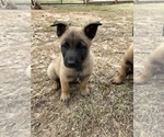 Small Photo #1 Belgian Malinois Puppy For Sale in LANDRUM, SC, USA