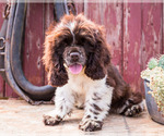 Puppy 2 Cocker Spaniel