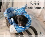 Image preview for Ad Listing. Nickname: Purple collar