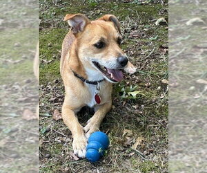 Nachos - Male Unknown-Wheaten Terrier Mix Dog for Adoption - Photo #9