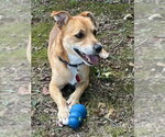 Small Photo #9 Unknown-Wheaten Terrier Mix Puppy For Sale in Greenbelt, MD, USA