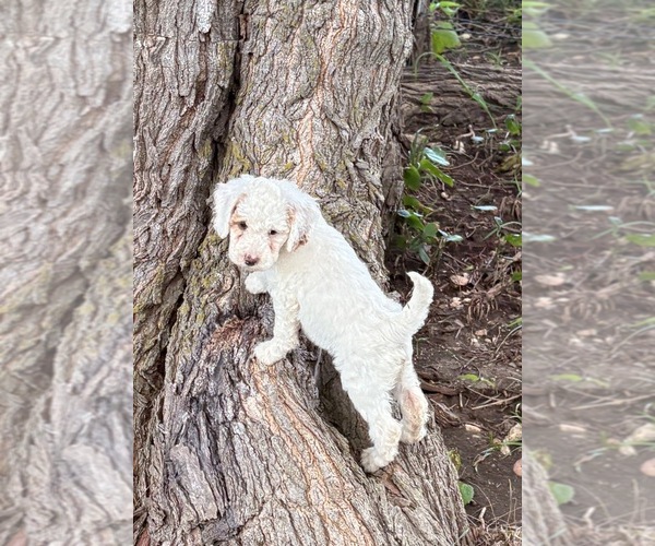 Medium Photo #11 Goldendoodle (Miniature) Puppy For Sale in SAINT MARYS, KS, USA