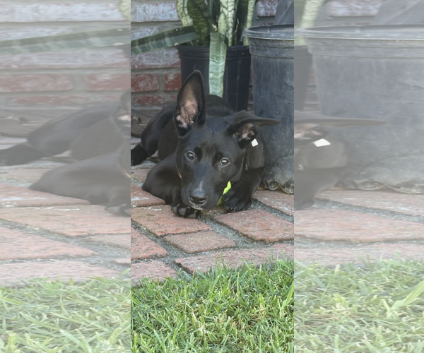 Medium Photo #1 Labrador Retriever-Unknown Mix Puppy For Sale in San Diego, CA, USA