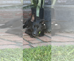 Small Labrador Retriever Mix