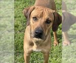 Small Photo #2 Black Mouth Cur-Unknown Mix Puppy For Sale in Conroe, TX, USA
