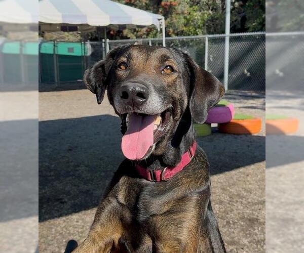 Medium Photo #1 Redbone Coonhound-Unknown Mix Puppy For Sale in Long Beach, CA, USA