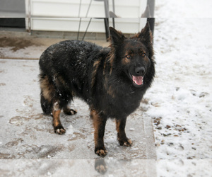 German Shepherd Dog Puppy for sale in SHIPSHEWANA, IN, USA
