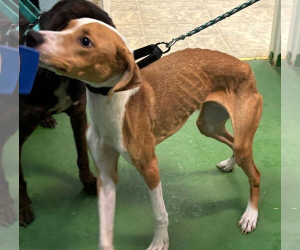 Medium Photo #2 Mutt Puppy For Sale in Rustburg, VA, USA