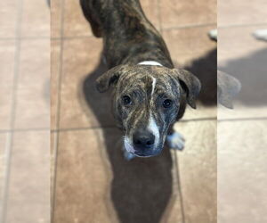 Mountain Cur-Unknown Mix Dogs for adoption in Polson, MT, USA