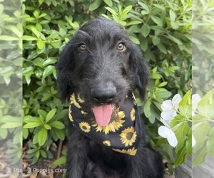 Labradoodle Puppy for sale in PEMBROKE, GA, USA