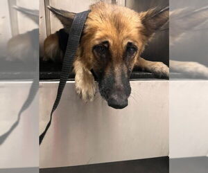 German Shepherd Dog Dogs for adoption in Pearland, TX, USA