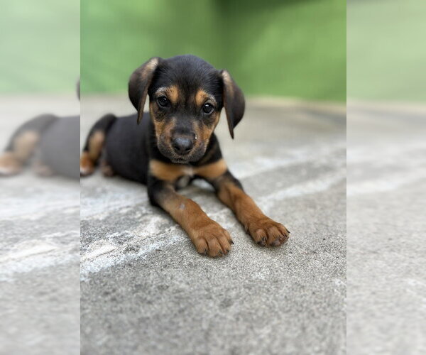 Medium Photo #2 Labrador Retriever-Unknown Mix Puppy For Sale in Elmsford, NY, USA