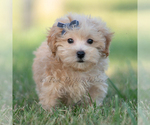 Small Photo #59 Maltipoo (Miniature) Puppy For Sale in WARSAW, IN, USA
