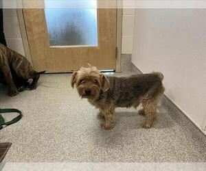 Mutt Dogs for adoption in Fort Collins, CO, USA