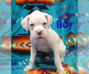 Boxer Puppy for Sale in CROOKS, South Dakota USA