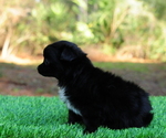 Small Photo #8 Chiranian Puppy For Sale in SAINT AUGUSTINE, FL, USA