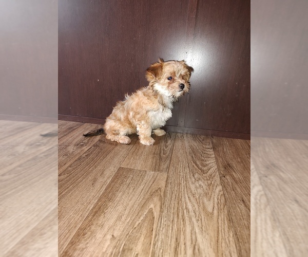 Medium Photo #9 Maltese Puppy For Sale in LAPEER, MI, USA