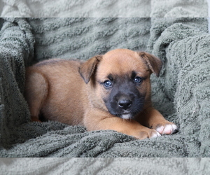 Boxer-Norwegian Elkhound Mix Puppy for sale in SHILOH, OH, USA