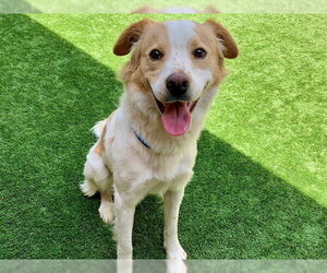 Australian Shepherd-Unknown Mix Dogs for adoption in Moreno Valley, CA, USA