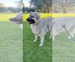 Small Photo #13 Anatolian Shepherd-Great Pyrenees Mix Puppy For Sale in AGOURA HILLS, CA, USA